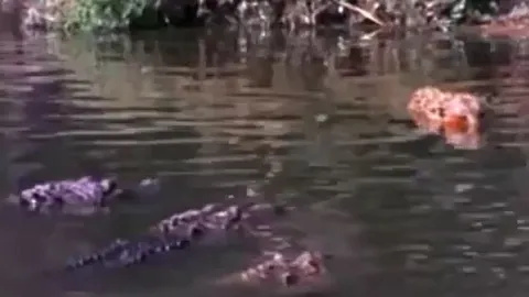 Báo đốm sa chân vào ổ cá sấu, bị xé xác tàn nhẫn giữa dòng sông