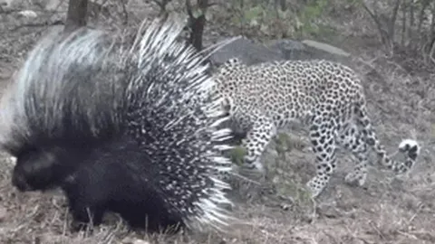 Báo đốm lì quá hóa dại, quyết săn nhím để rồi phải trả giá đắt