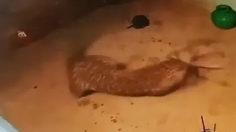 Báo hoa mai lẻn vào làng giữa đêm, ngoạm cổ chó nhà lôi đi trong chớp mắt