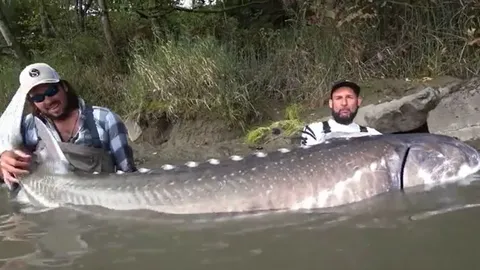 Giây phút kịch tính: Cần thủ câu được cá tầm dài hơn 3m, nặng 258kg