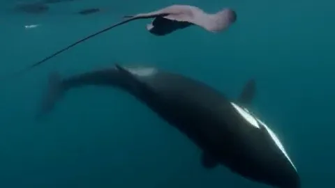 Bất ngờ bị cá voi sát thủ ‘tát lật mặt’, cá đuối choáng váng giữa đại dương