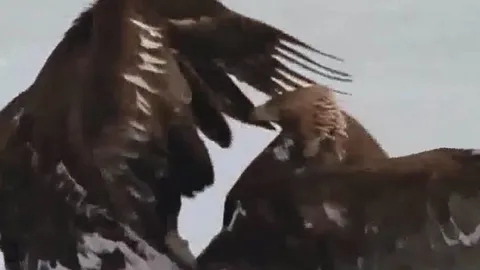 Đại bàng vàng tung đòn quyết định, hạ gục loài đại bàng lớn nhất thế giới để giữ mồi