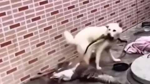 Bị trói chân, ngỗng vẫn hung hăng tấn công chó dữ dội