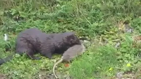 Rái cá tung đòn chớp nhoáng, chuột cống chống trả tuyệt vọng bên bờ sông