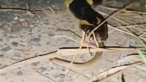 Thấy người tới gần, rắn cạp nong vội 'nuốt trọn' đồng loại rồi biến mất vào bụi rậm