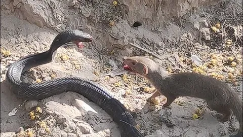 Cận cảnh cuộc chiến sinh tử nảy lửa giữa rắn hổ mang ‘khủng’ và cầy mongoose