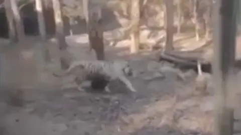 Đụng độ ngỗng, hổ dữ nhận cái kết đáng xấu hổ