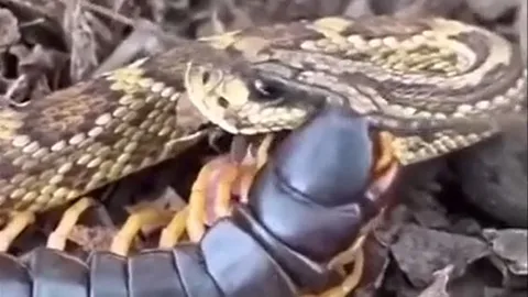 Chủ động tấn công rết khổng lồ, rắn độc trả giá bằng cả mạng sống