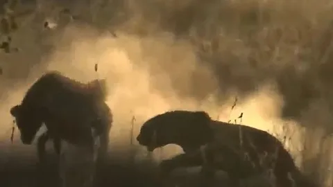 Linh cẩu gặp 'quả báo', bị báo hoa mai phục kích cướp mất miếng ăn