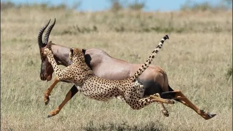 Cảnh tượng kịch tính nơi hoang dã: ‘Ngũ hổ’ báo săn bao vây đoạt mạng linh dương topi