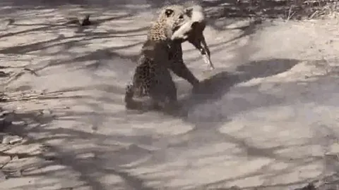 Nằm nghỉ ven đường, chó nhà bị báo hoa mai phục kích chớp nhoáng và cái kết