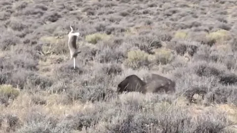 Thỏ thoát chết ngoạn mục trước đại bàng, cú vồ hụt khiến 'chúa tể bầu trời' sấp mặt