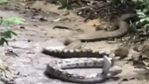 Rắn hổ mang chúa phục kích trăn giữa đường mòn, cú cắn chí mạng khiến ai cũng sốc