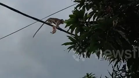 Khỉ hoang táo tợn ‘bắt cóc’ mèo con, mang lên dây điện khiến dân làng hốt hoảng