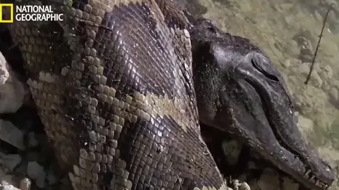 Vừa nuốt cá sấu xong, trăn khủng chết tức tưởi vì lý do khiến ai cũng rùng mình