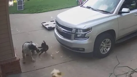 Mèo 'xuất chiêu' cứu gà, khiến chó dữ phải tháo chạy