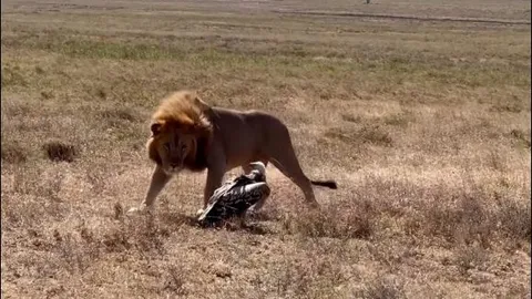 Sư tử đực hiên ngang đối đầu bầy linh cẩu, nhưng ‘bất lực’ khi chạm trán kền kền