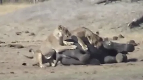 Bị thương vẫn liều mình thách thức sư tử, voi con phải trả giá bằng cả tính mạng