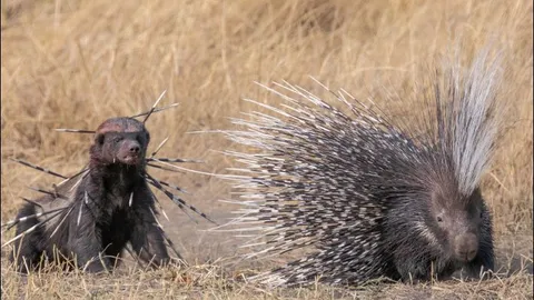 Liều lĩnh tấn công nhím, lửng mật bị đối thủ biến thành ‘quả cầu gai’