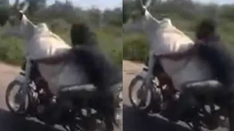 Người đàn ông khiến ai nấy tròn mắt khi chở bò ngồi trước xe máy