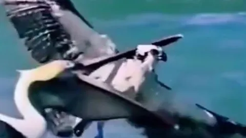 Khoảnh khắc hiếm thấy: Bồ nông ngoạm cổ... 'chúa tể bầu trời'