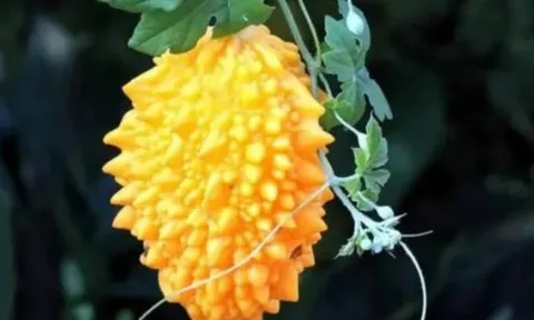 Có 1 loại “khổ qua ngọt”, quả chín ăn trực tiếp như trái cây, giá 130.000đ/kg, dân hái không đủ bán - là loại khổ qua gì vậy?