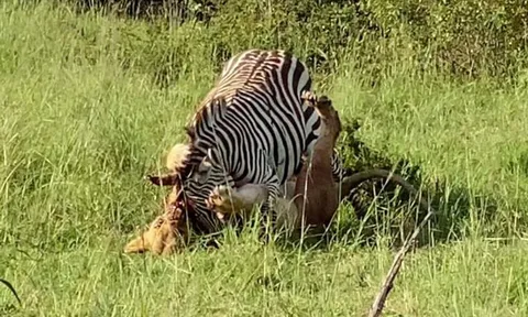 CLIP: Ngựa vằn kiên cường chiến đấu với sư tử, nhưng cuối cùng vẫn phải chấp nhận số phận trở thành bữa ăn cho kẻ săn mồi