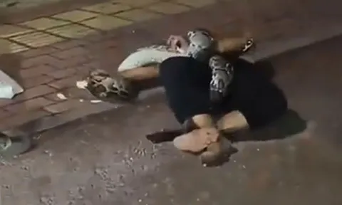 CLIP: Hãi hùng trước cảnh trăn siết chặt người say rượu trên đường