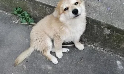 Bỗng dưng chó mèo đến nhà đừng xua đuổi, đó là tín hiệu tài lộc đang ùa về, giàu sang sắp gõ cửa