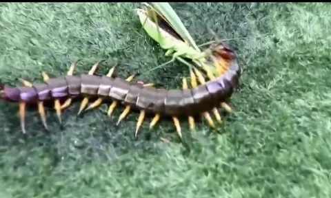 CLIP: Cuộc đối đầu sinh tử giữa rết độc và bọ ngựa, cái kết đầy bất ngờ