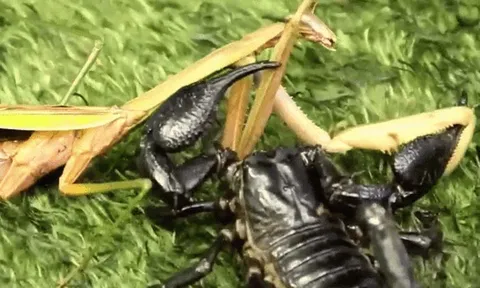 CLIP: Cuộc đọ sức căng thẳng giữa bọ cạp cực độc và bọ ngựa, ai là kẻ thắng cuối cùng?