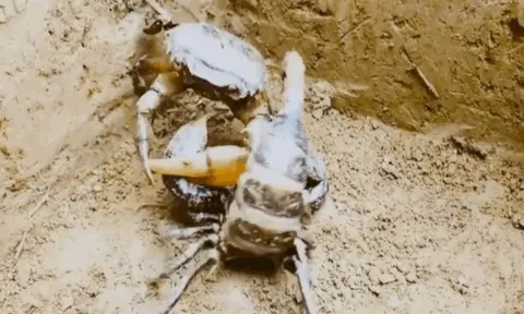 CLIP: Cuộc chiến khốc liệt, bọ cạp truy đuổi hạ gục cua đồng và cái kết đầy bất gờ