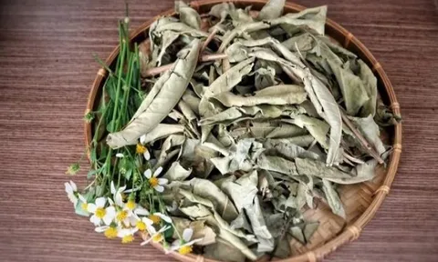 1 loại lá phơi khô có vị thanh mát tốt ngang insulin tự nhiên, là ‘‘bài thuốc’’ giúp hạ đường huyết, giảm mỡ máu hiệu quả: Việt Nam có rất nhiều