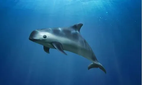 Loài cá biển hiếm nhất thế giới sắp tuyệt chủng: Chỉ còn đúng 10 con trong tự nhiên