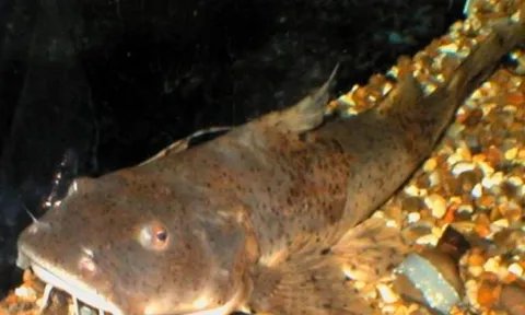 Sông Hồng sở hữu 4 loại cá quý hiếm bậc nhất, nguy cơ tuyệt chủng: Có loại cá 'tiến vua' 10 triệu/kg