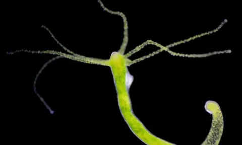 Top những sinh vật ‘sống lâu trăm tuổi’ trên thế giới, vị trí số 1 gây bất ngờ khi bất tử?