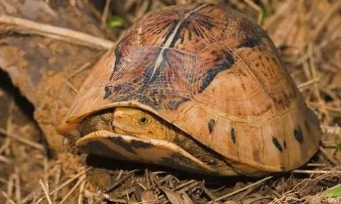 Hé lộ loài vật quý hiếm của Việt Nam được thế giới đặc biệt quan tâm, săn bắt sẽ bị truy tố hình sự