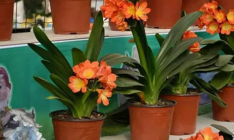 Sáu loài hoa này đều thích “uống dấm”, nếu bạn cho một ít mỗi ngày thì lá và rễ xanh sẽ phát triển mạnh mẽ