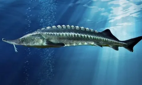 Đập Tam Hiệp có loài cá nước ngọt lớn nhất thế giới: Nặng tới hơn 700 kg