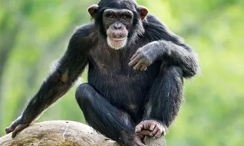 Không chỉ cá heo, vượn có thể ghi nhớ gương mặt đến 25 năm thậm chí không bao giờ quên