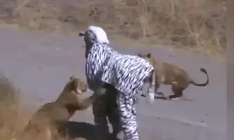 CLIP: Đóng giả ngựa vằn trêu sư tử, 2 chàng trai lập tức 'nếm trái đắng'