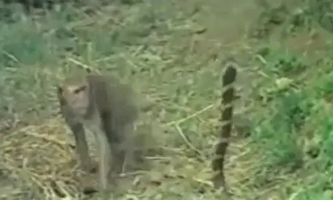 CLIP: Bị khỉ cà khịa, rắn hổ mang nổi điên đáp trả và cái kết khó đoán