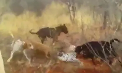 CLIP: Bị 4 con chó săn tấn công, báo đốm phải nhờ tới sự trợ giúp của con người mới thoát chết