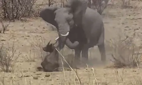 CLIP: Ớn lạnh trước cảnh voi châu Phi nổi cơn điên, tấn công trâu rừng đến chết