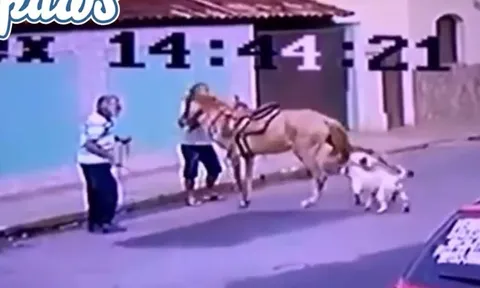 CLIP: Tấn công ngựa, 2 con chó Pitbull bị đá 'vỡ mồm'