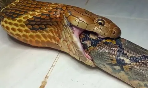 CLIP: Màn tử chiến kịch tính của trăn vua và rắn hổ mang