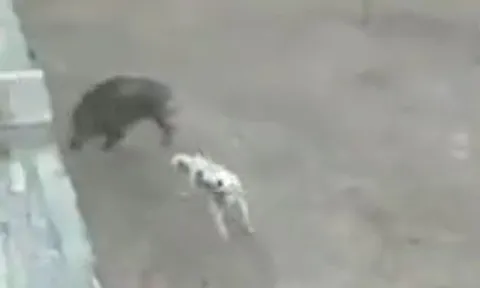 CLIP: Bị chó Pitbull tấn công, lợn rừng có màn 'bẻ lái' cực ngầu