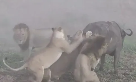 CLIP: Bị đàn sư tử tóm gọn, trâu rừng vẫn thoát chết ngoạn mục nhờ màn bất hòa nội bộ của những kẻ đi săn