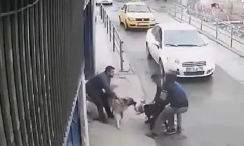 CLIP: Màn tử chiến 'nảy lửa' của chó Pitbull và chó Kangal giữa đường phố