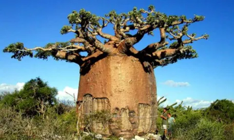 Việt Nam sở hữu loài cây độc nhất thế giới: Chứa lượng nước khủng, nuôi sống cả nhà trong nửa năm